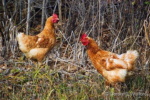 Chickens In The Wild_DSCF02822.jpg - Photographed near Jasper, Ontario, Canada.